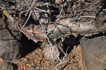 Commiphora sp black stem PV2681 Marsabit to North Horr GPS169 Kenya 2014_0697.jpg